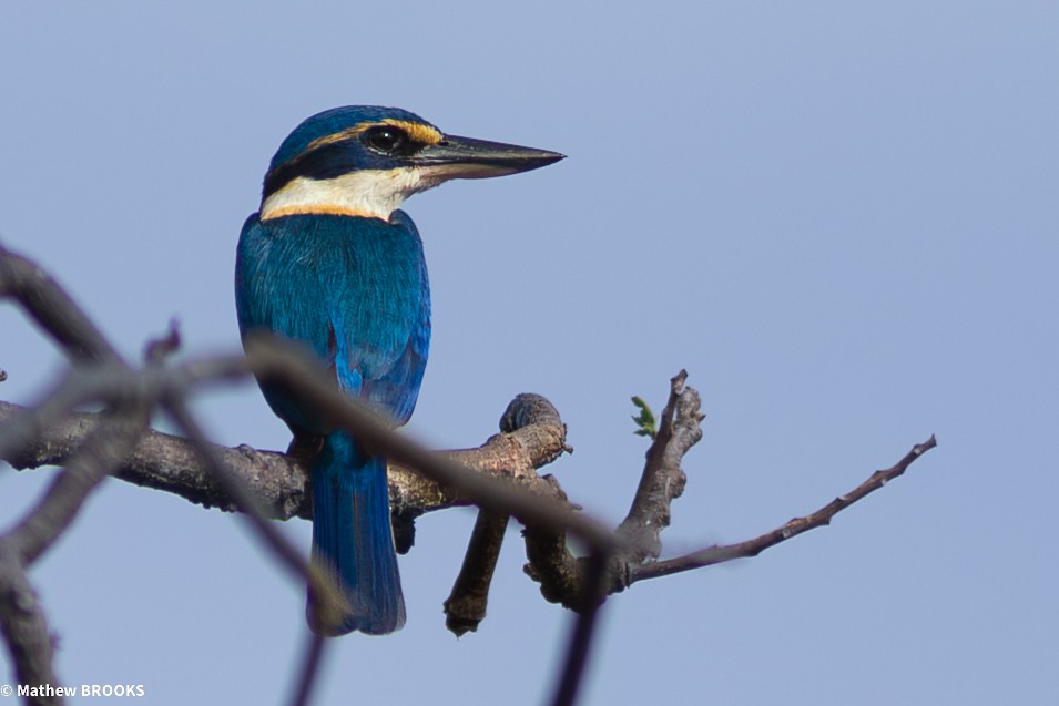 Pacific Kingfisher - ML644189628