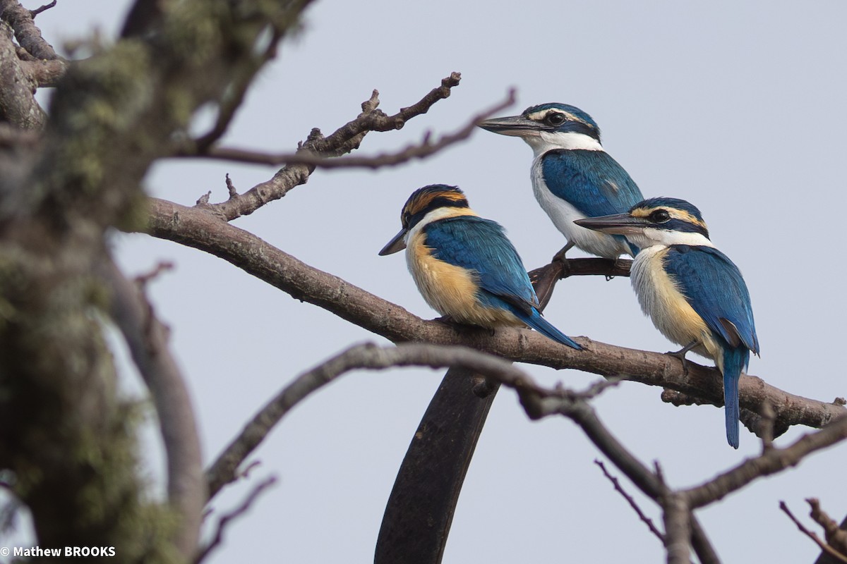 Pacific Kingfisher - ML644189629