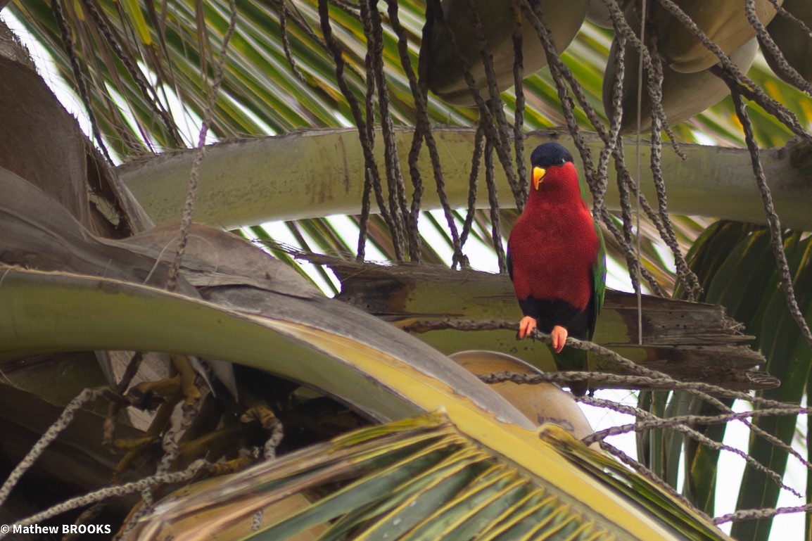 Collared Lory - ML644189649