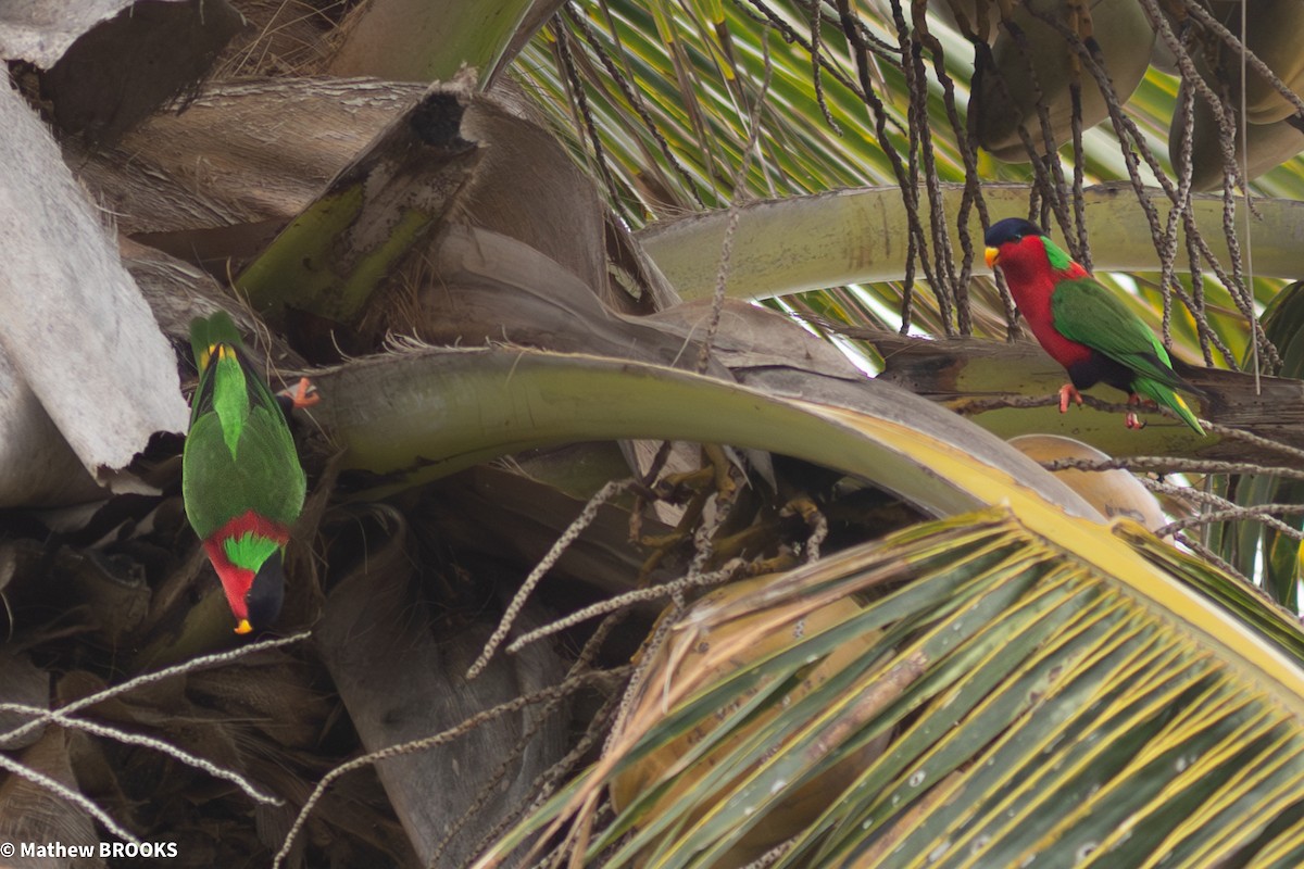 Collared Lory - ML644189650