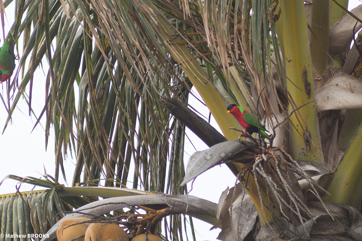 Collared Lory - ML644189651