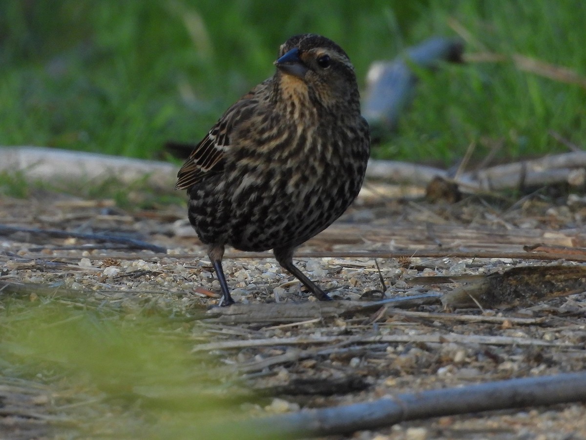 שחרורית אדומת-כנף - ML644189665