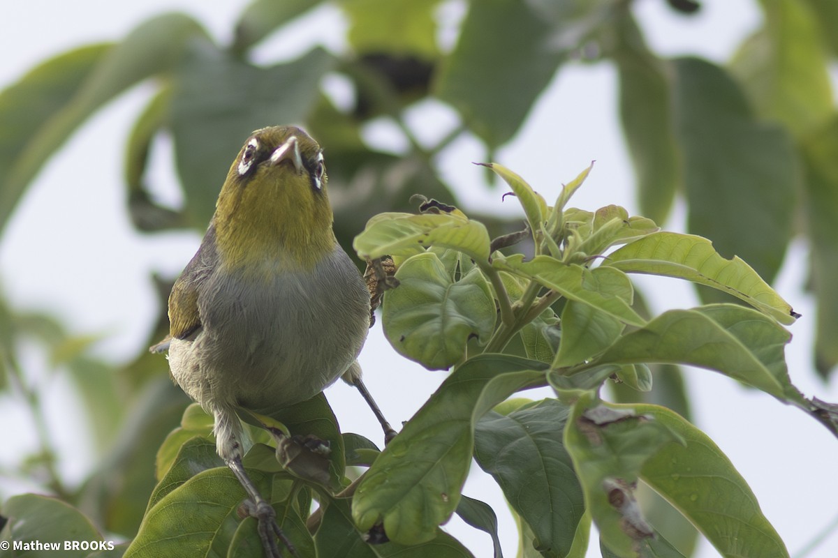 Silvereye - ML644189666