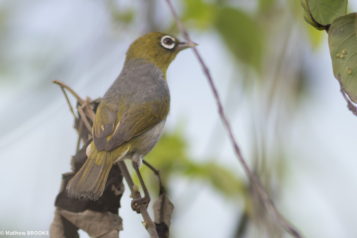 Silvereye - ML644189667