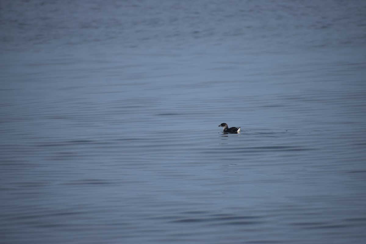 buřník peruánský - ML644189681