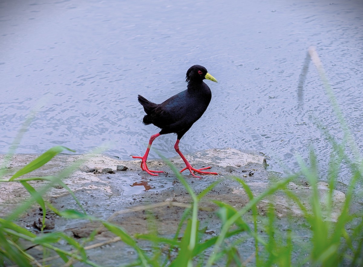 Black Crake - ML644189682