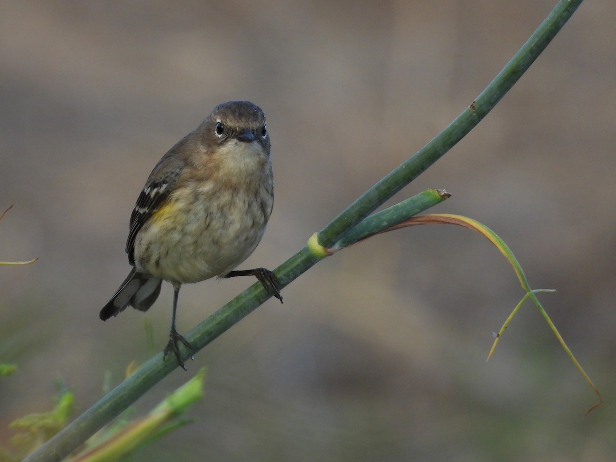 Yellow-rumped Warbler (Myrtle) - ML644189687
