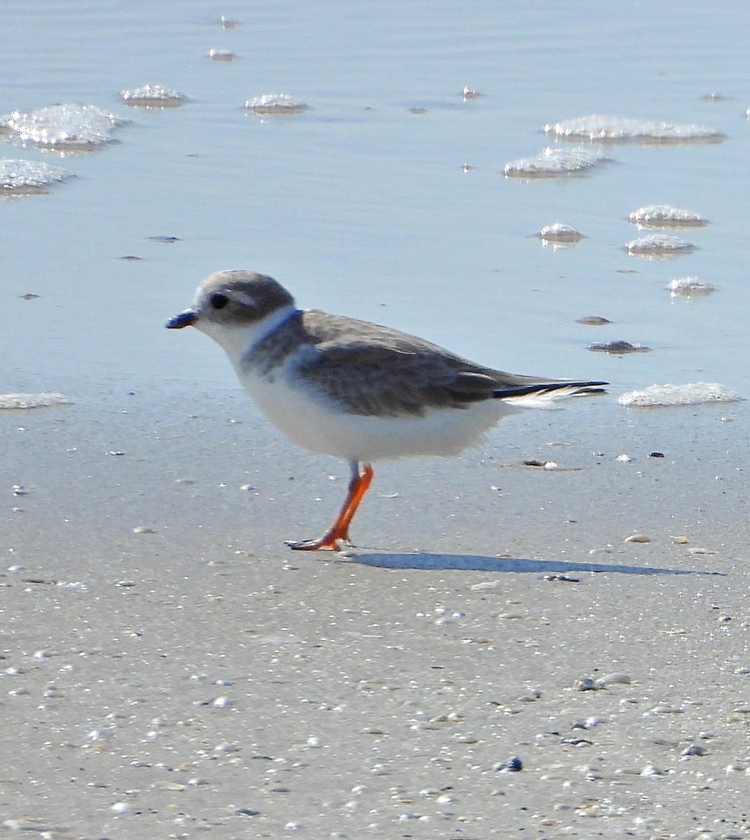 Piping Plover - ML644189711