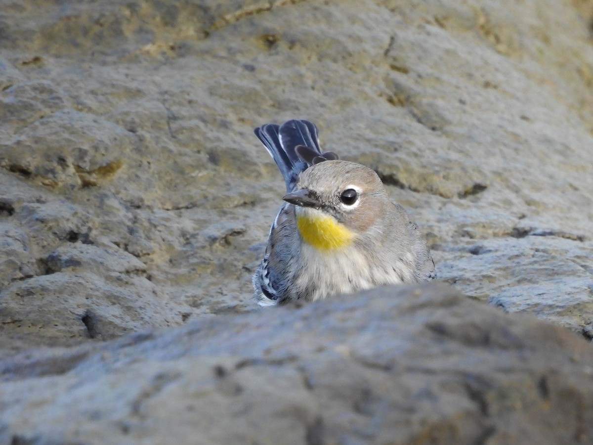 Yellow-rumped Warbler (Audubon's) - ML644189712