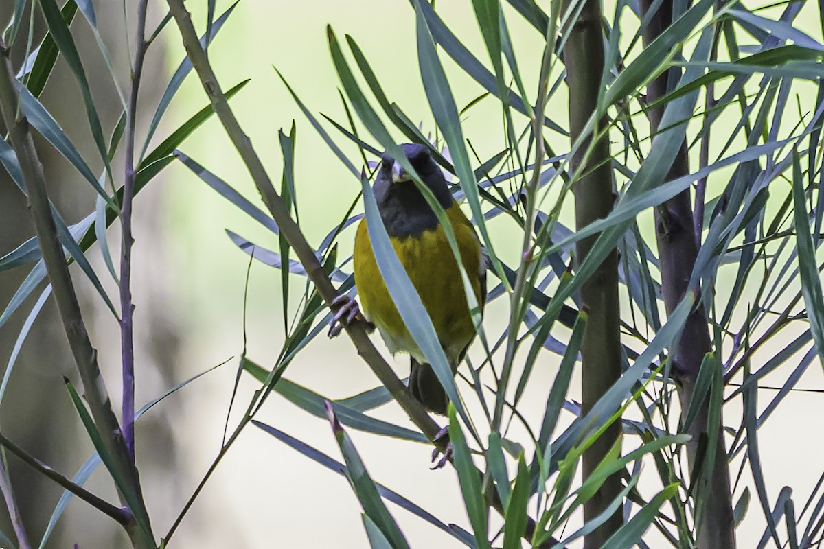 Peruvian Sierra Finch - ML644189739