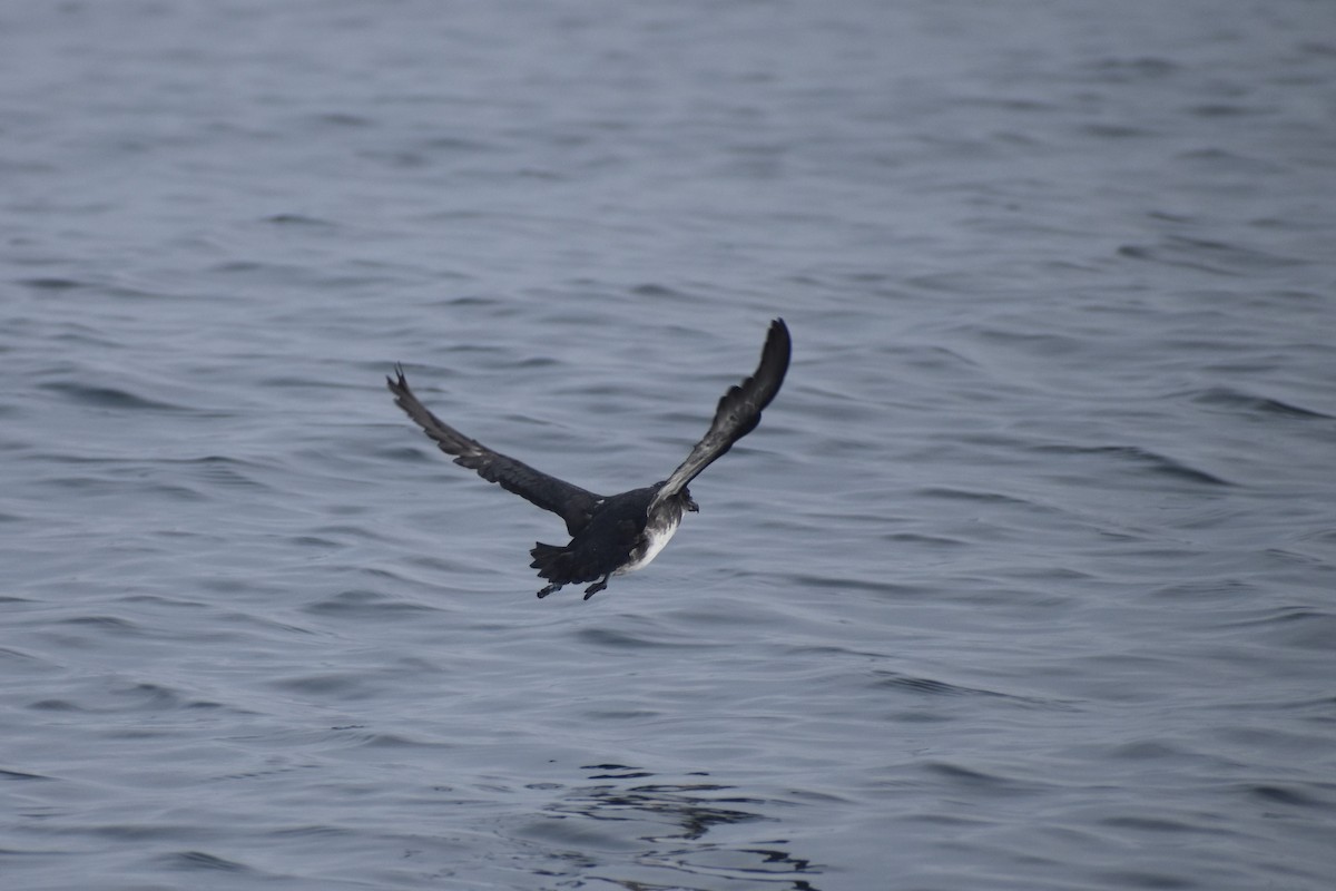 buřník peruánský - ML644189747