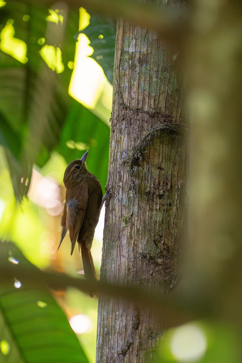 チビオニキバシリ - ML644189756