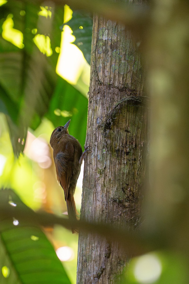 チビオニキバシリ - ML644189757