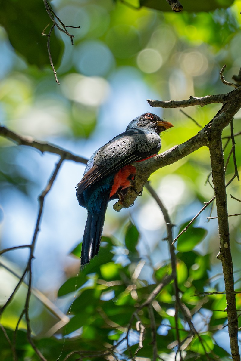 Black-tailed Trogon - ML644189763