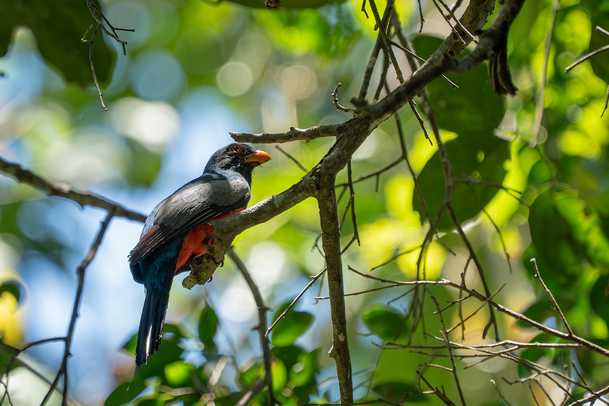 Black-tailed Trogon - ML644189764
