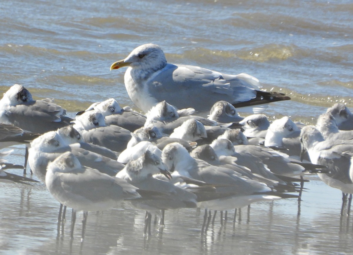 American Herring Gull - ML644189766