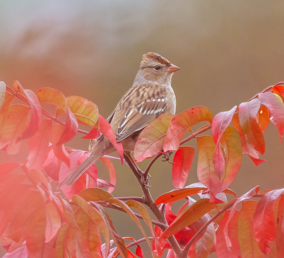 Dachsammer - ML644189776