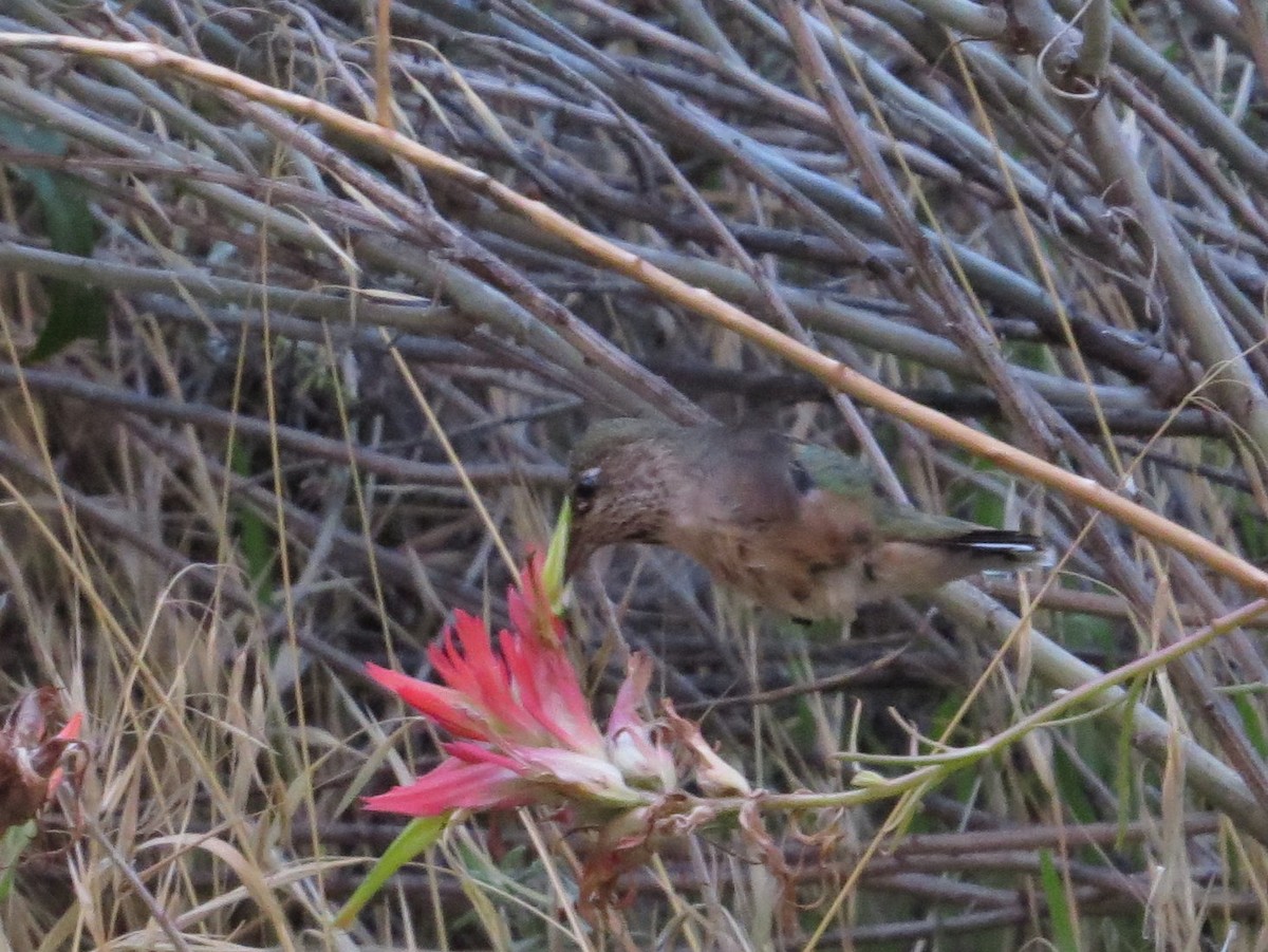 Calliope Hummingbird - ML644189784