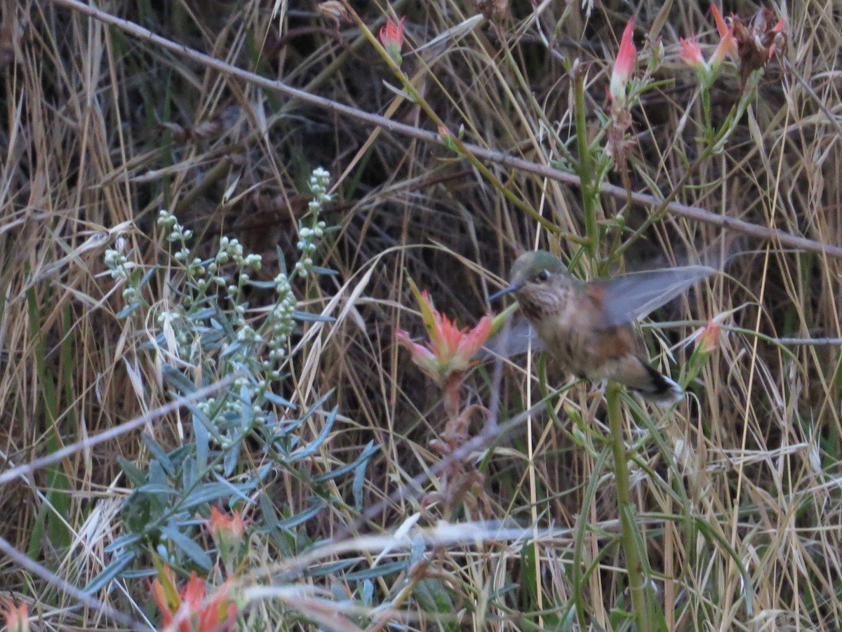 Calliope Hummingbird - ML644189785