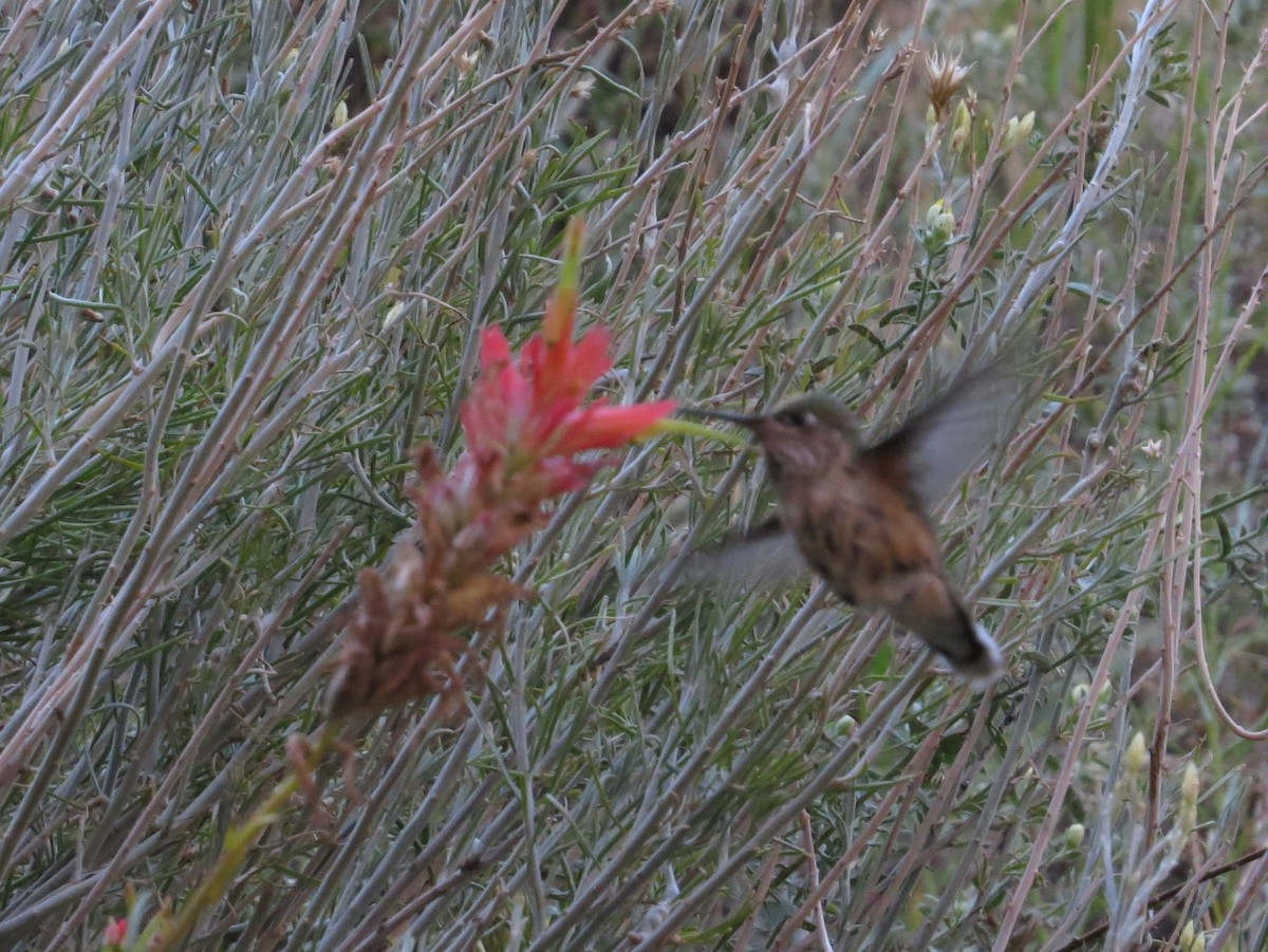 Calliope Hummingbird - ML644189786