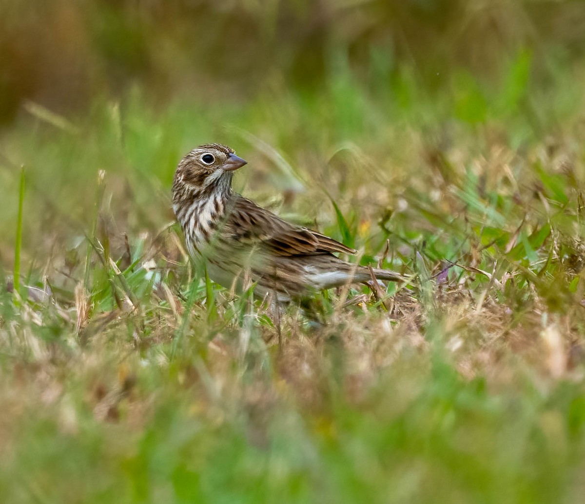 Vesper Sparrow - ML644189810