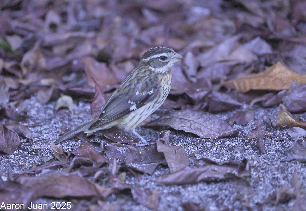 Rose-breasted Grosbeak - ML644189813