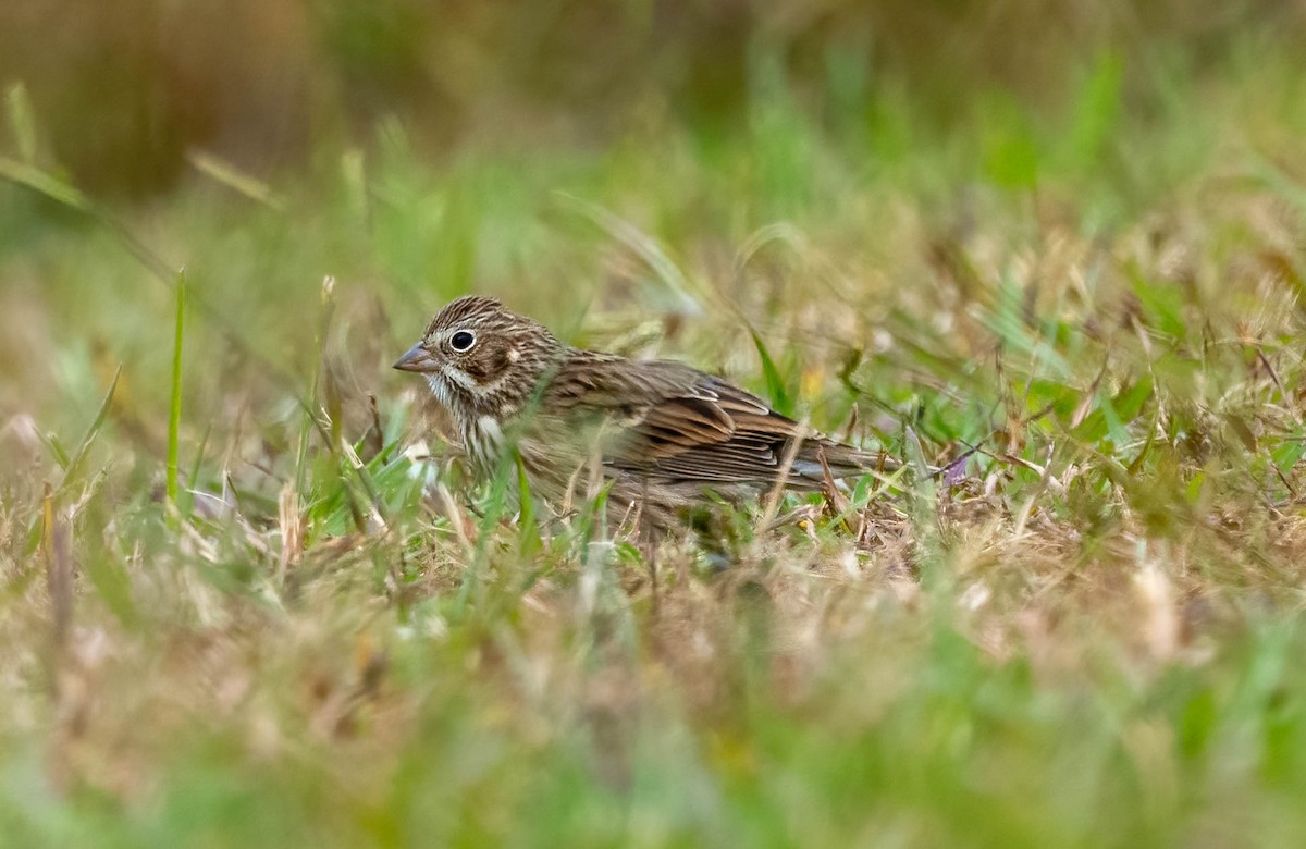 Abendammer - ML644189820