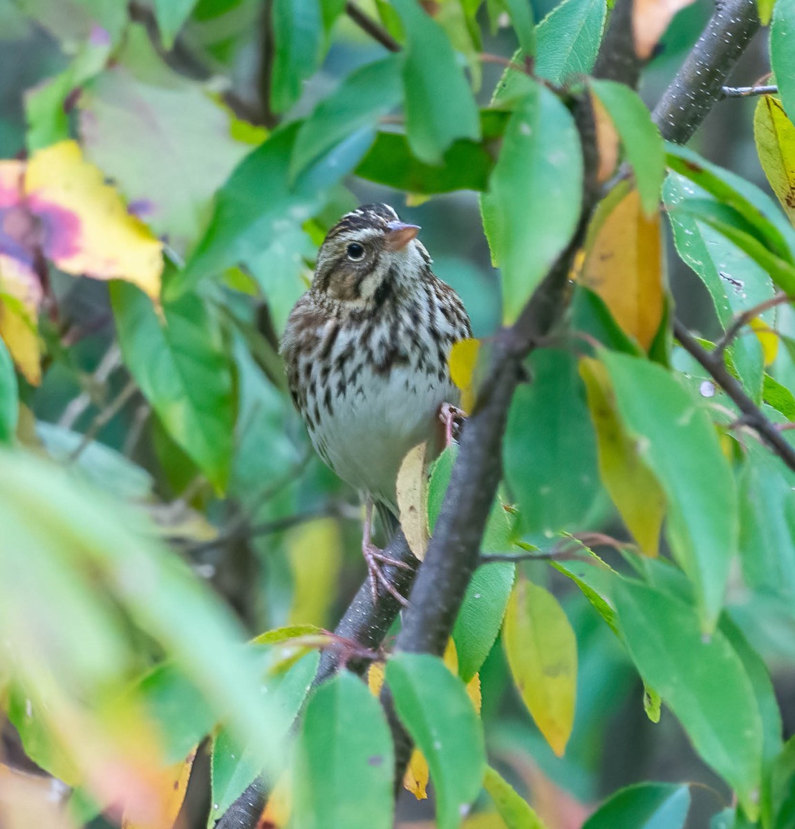 Grasammer - ML644189827