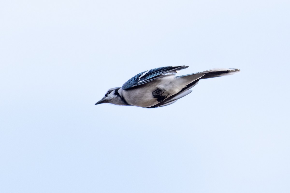Blue Jay - ML644189828