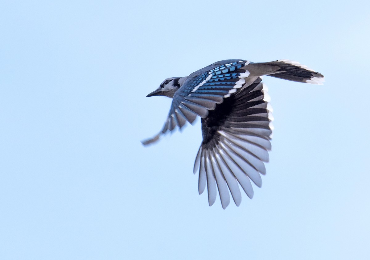 Blue Jay - ML644189829