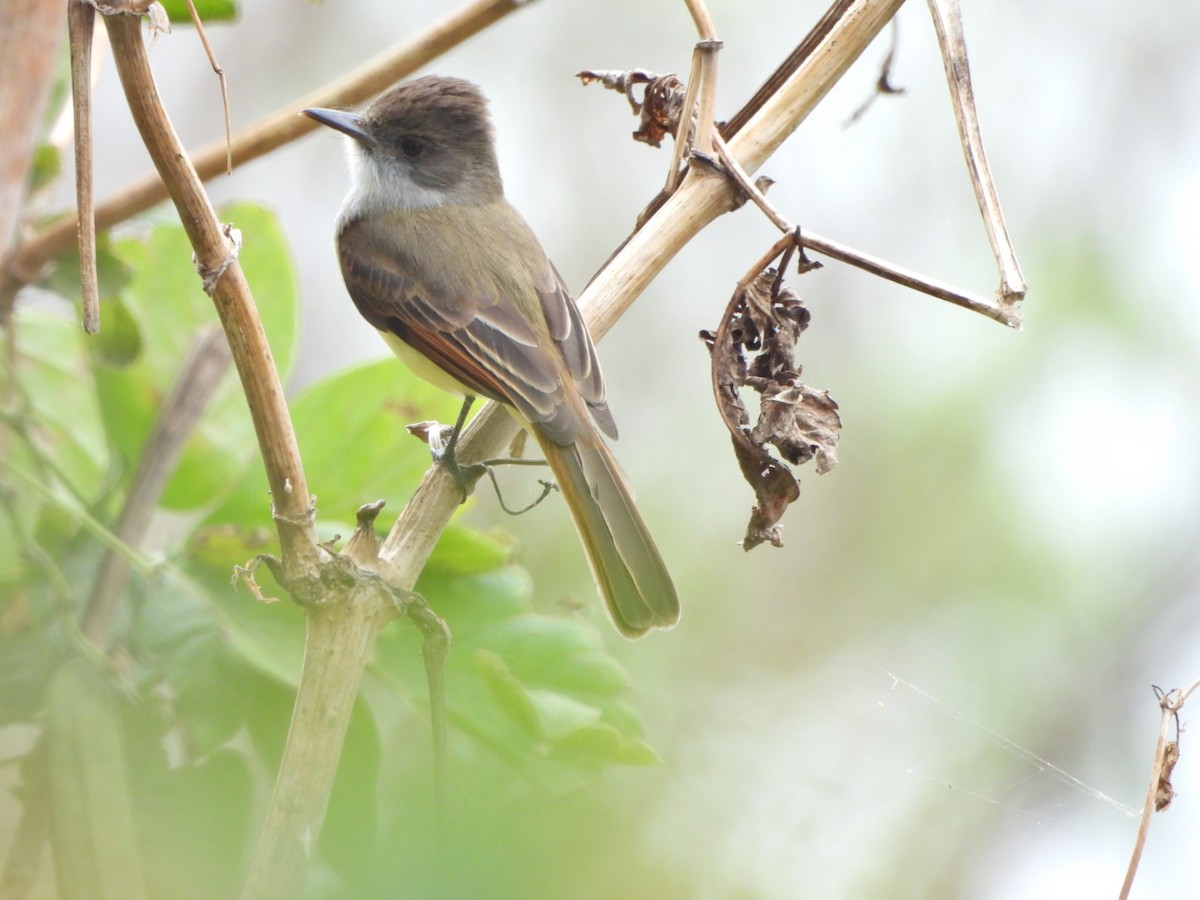 Dusky-capped Flycatcher - ML644189830