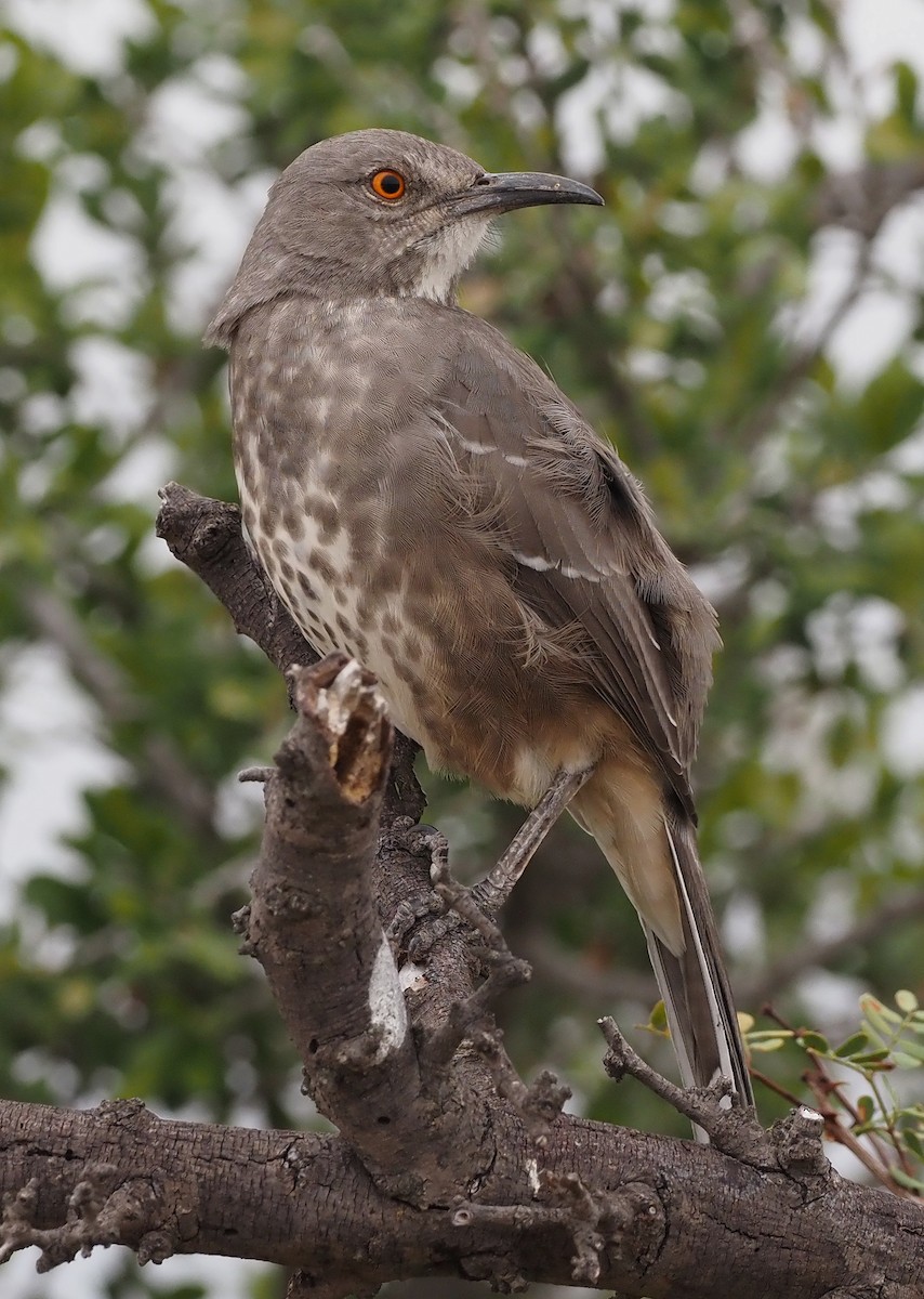 Curve-billed Thrasher - ML644189832