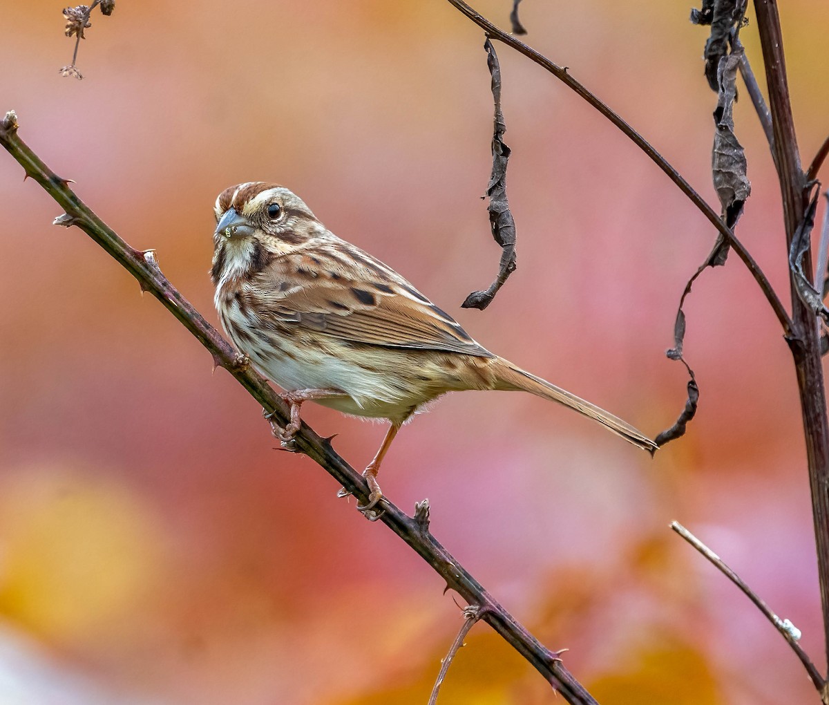 Singammer - ML644189835