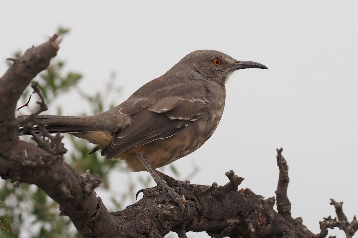 Curve-billed Thrasher - ML644189840