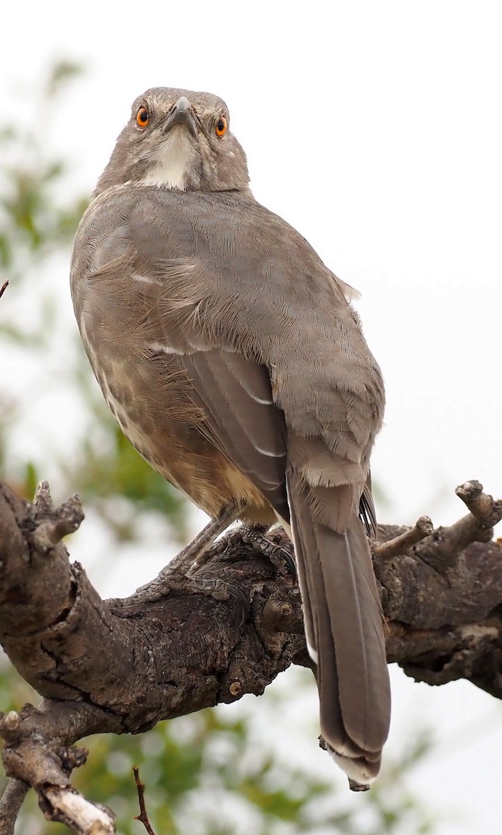 Curve-billed Thrasher - ML644189845