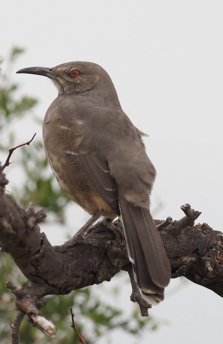 Curve-billed Thrasher - ML644189846