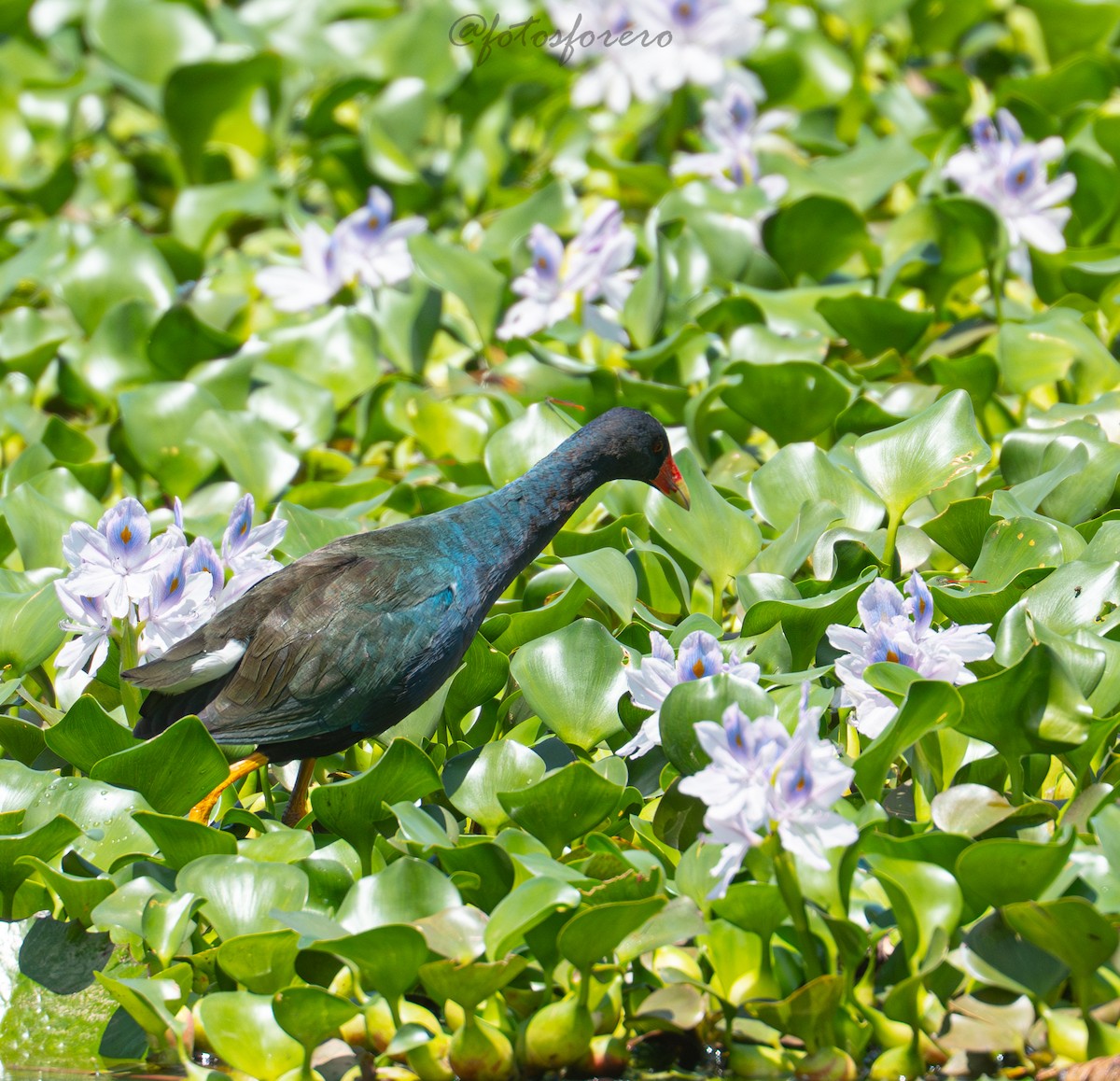 Uroilo urdin amerikarra - ML644189847