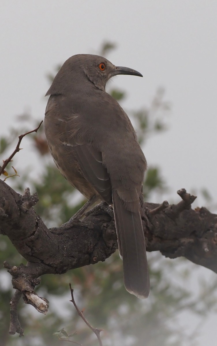 Curve-billed Thrasher - ML644189866