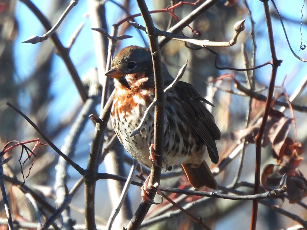 Fox Sparrow - ML644189869