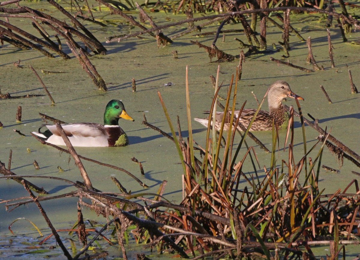Mallard - ML644189870
