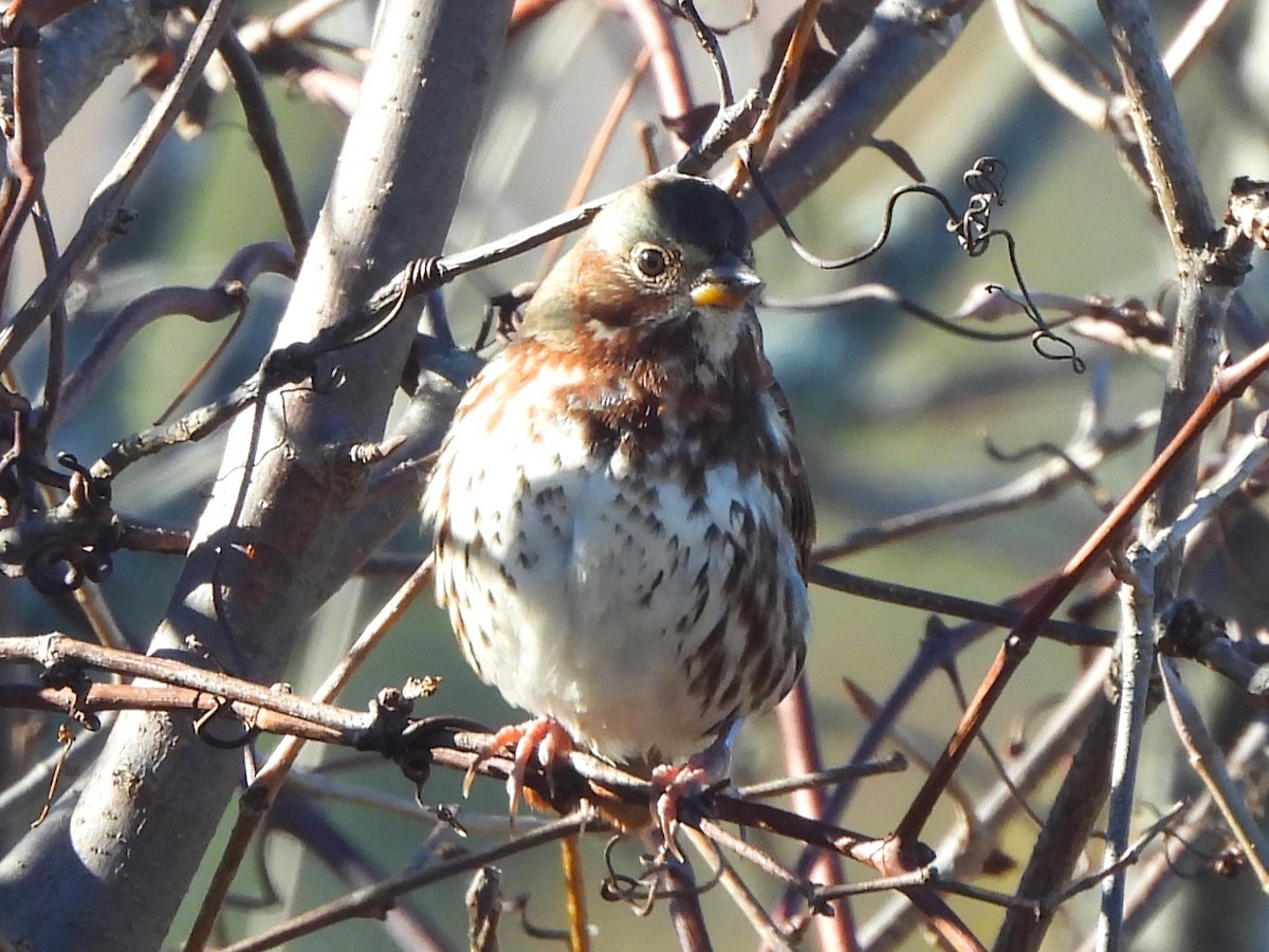 Fox Sparrow - ML644189879