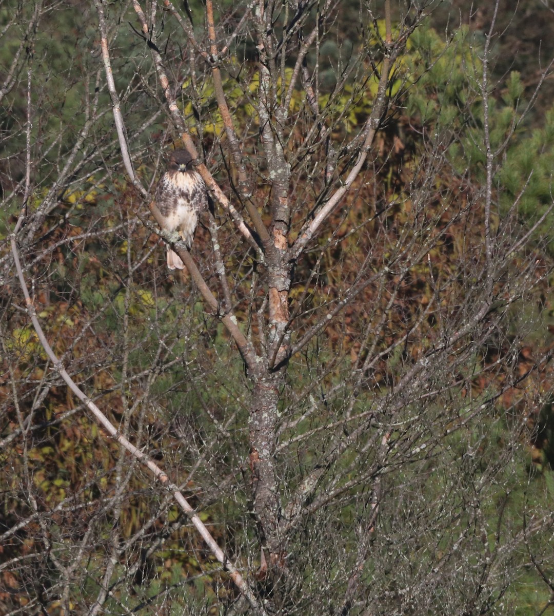 Red-tailed Hawk - ML644189882