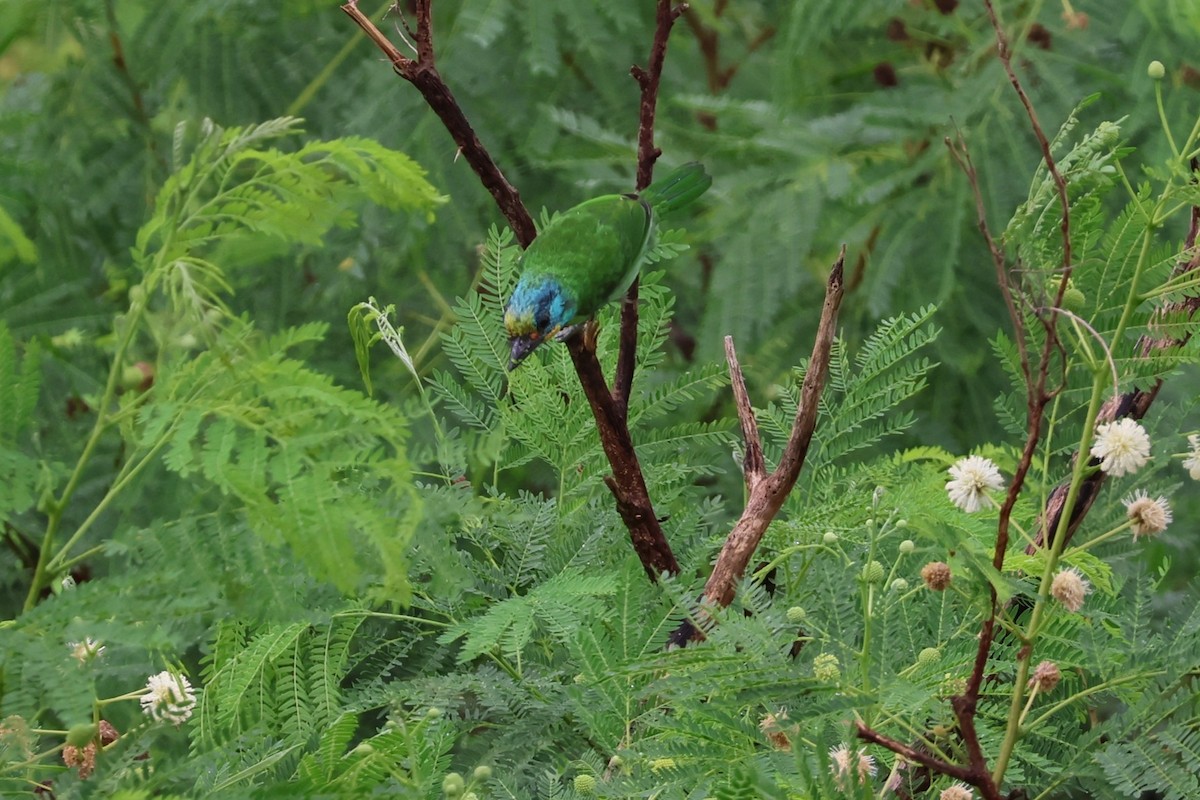 Taiwan Barbet - ML644189919