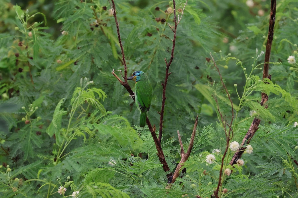 Taiwan Barbet - ML644189920