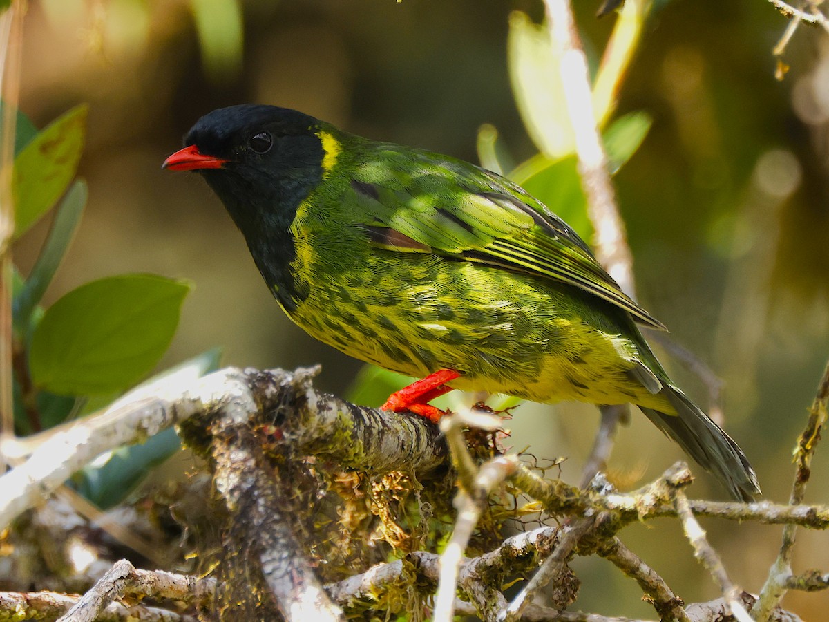 Cotinga vert et noir (groupe riefferii) - ML644189922