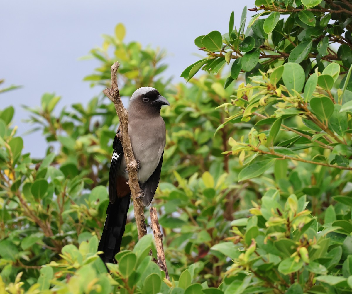 Gray Treepie - ML644189927