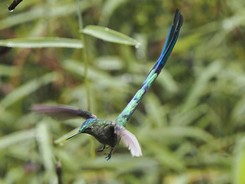 Long-tailed Sylph - ML644189928