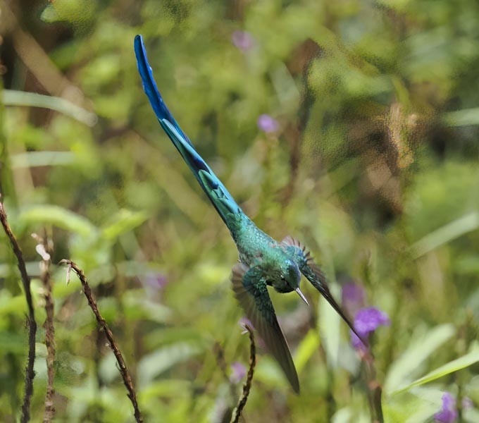 Long-tailed Sylph - ML644189929