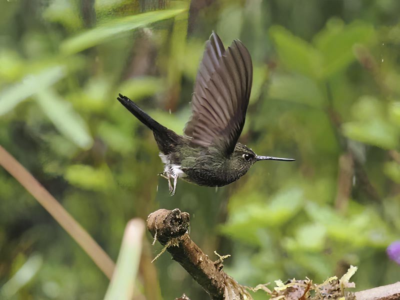 Greenish Puffleg - ML644189940