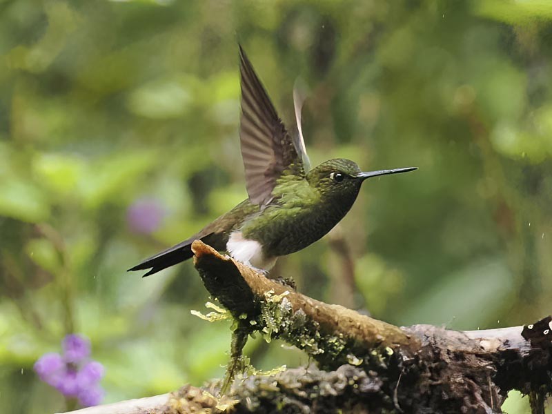 Greenish Puffleg - ML644189941